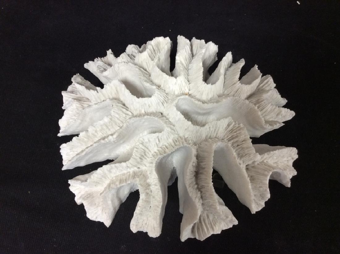 Petrified Specimen Coral Mounted On Plexiglass (1 of 11)