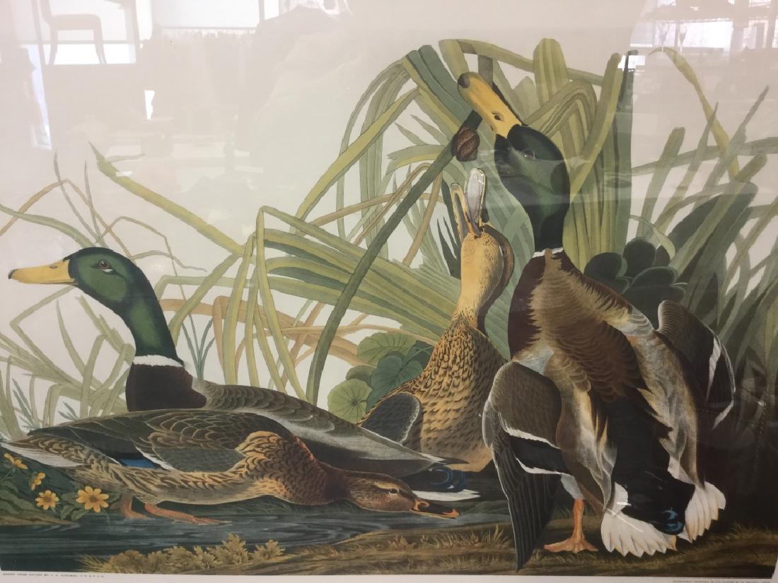 Set Group 3 Audubon Ornithological Prints (1 of 14)