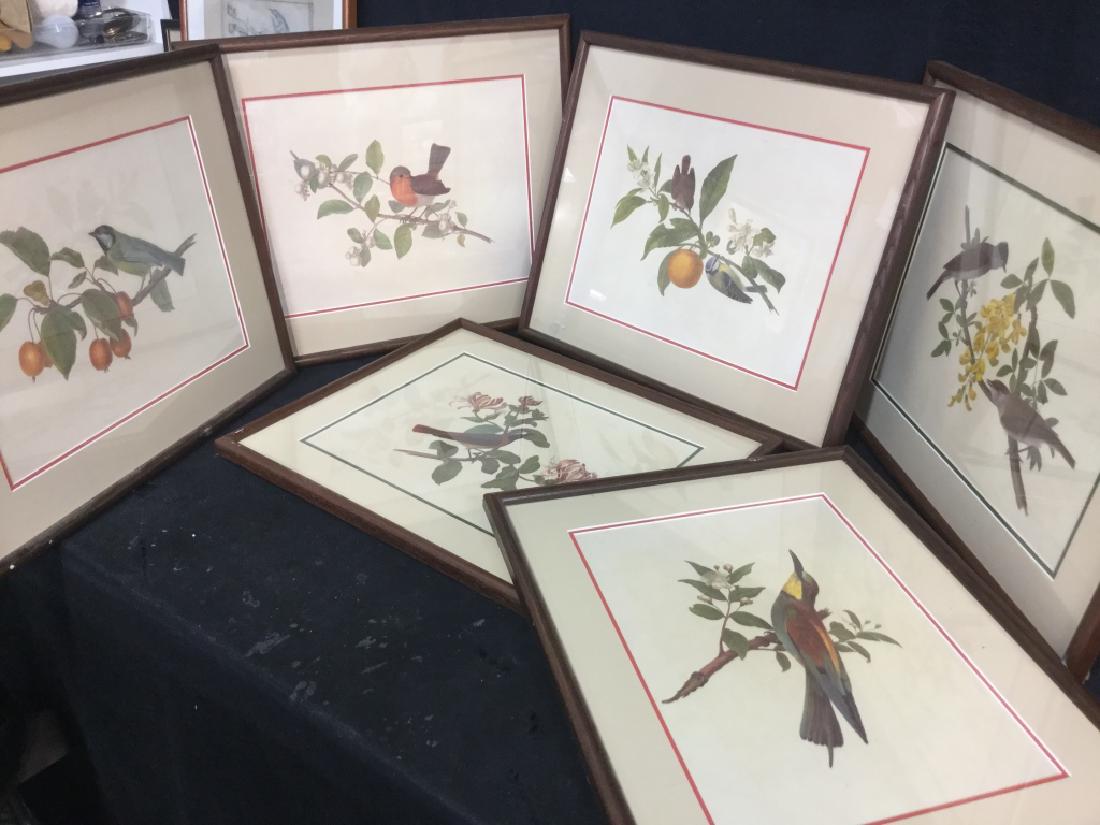 Set of 6 framed Audobon Style bird prints (1 of 8)