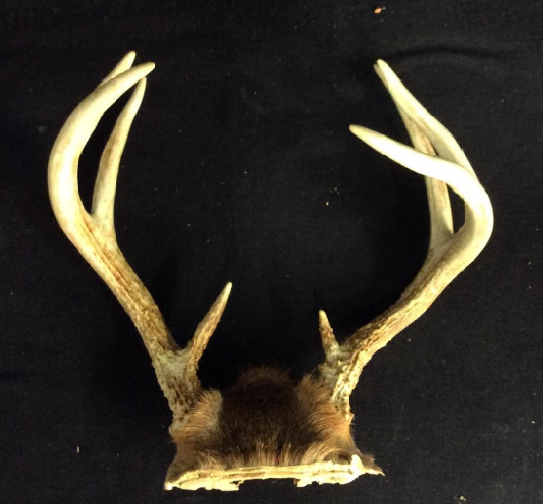 One Set Two Singles Deer Antlers (1 of 8)