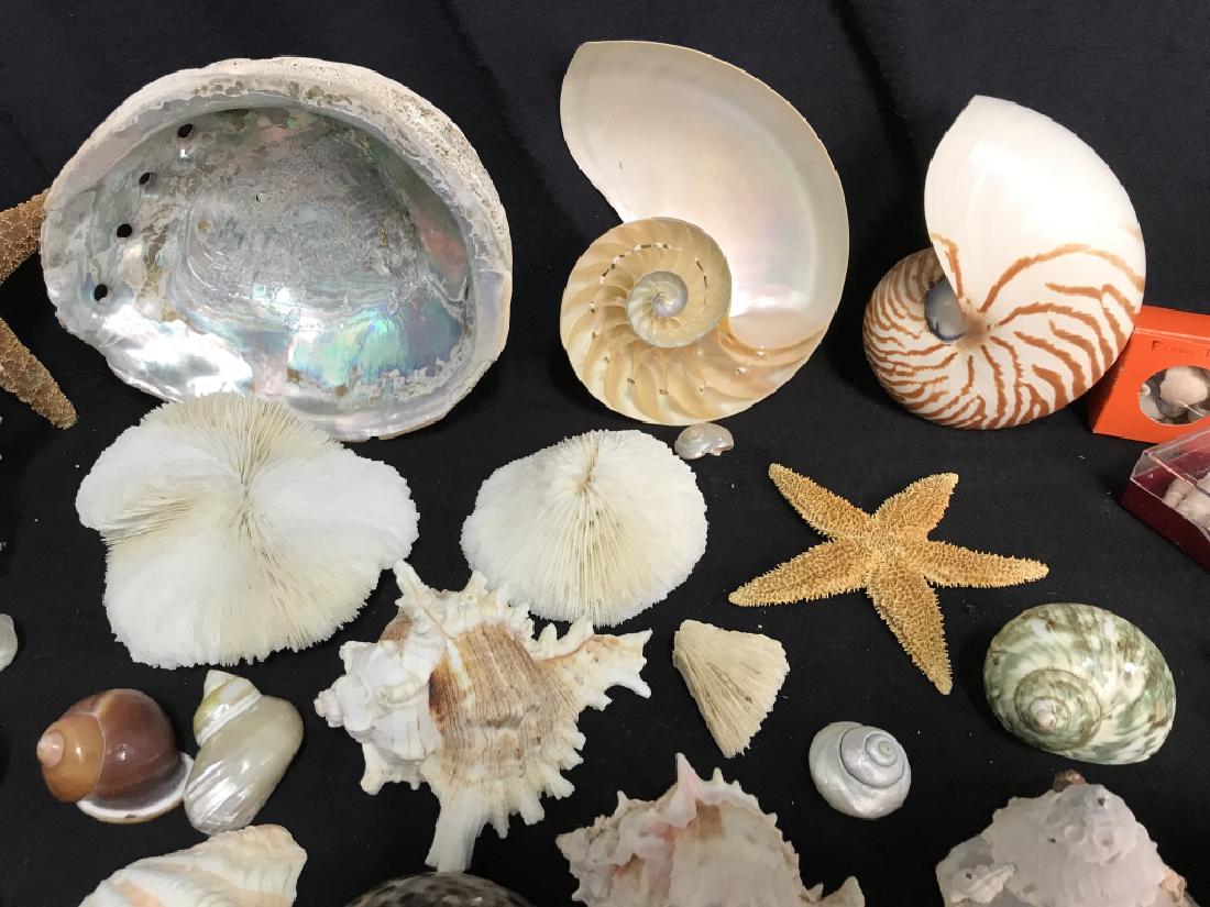 Lot 100+ Seashells Coral Nautilus Abalone Star (1 of 12)