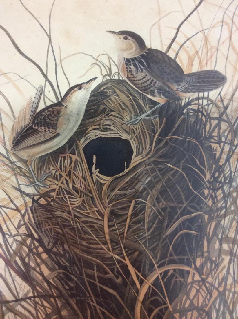 Framed Vintage Audubon Print Of Birds (1 of 16)