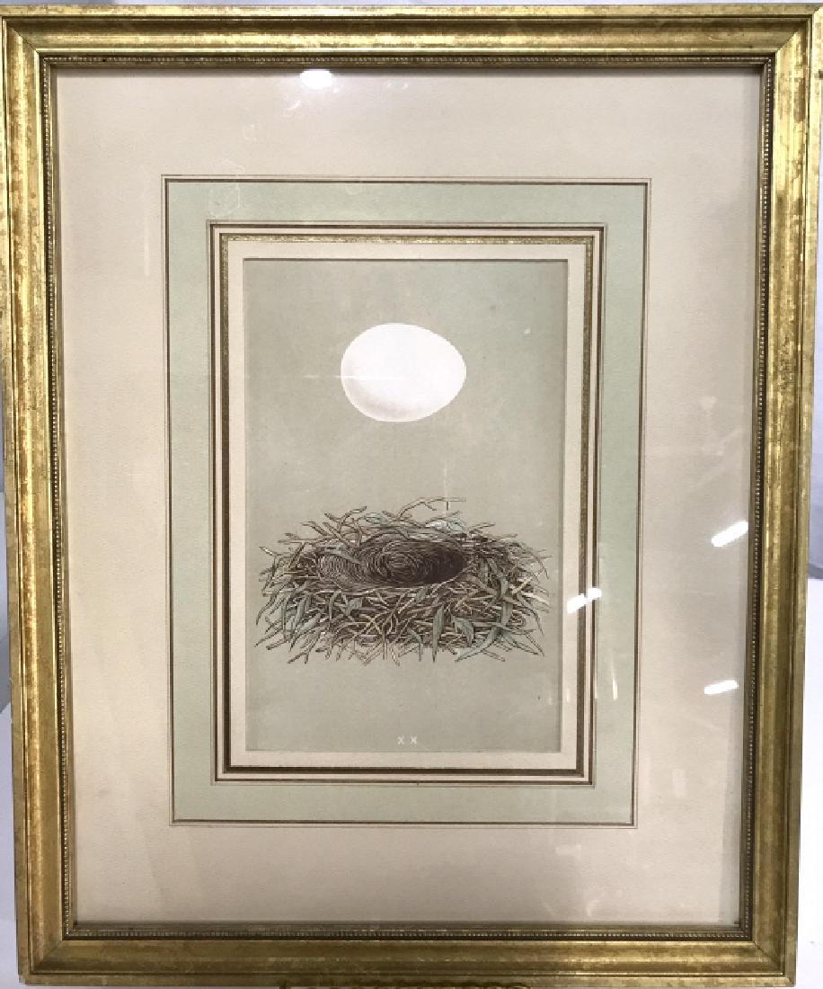Set of 4 Victorian hand colored engravings: Set of 4 Victorian hand colored engravings, professionally framed by Pierce Archer Cherry Street, New Canaan, gold leaf frames, matted, pictures of birds nests, each measures, 15 in x 12 in, good cond