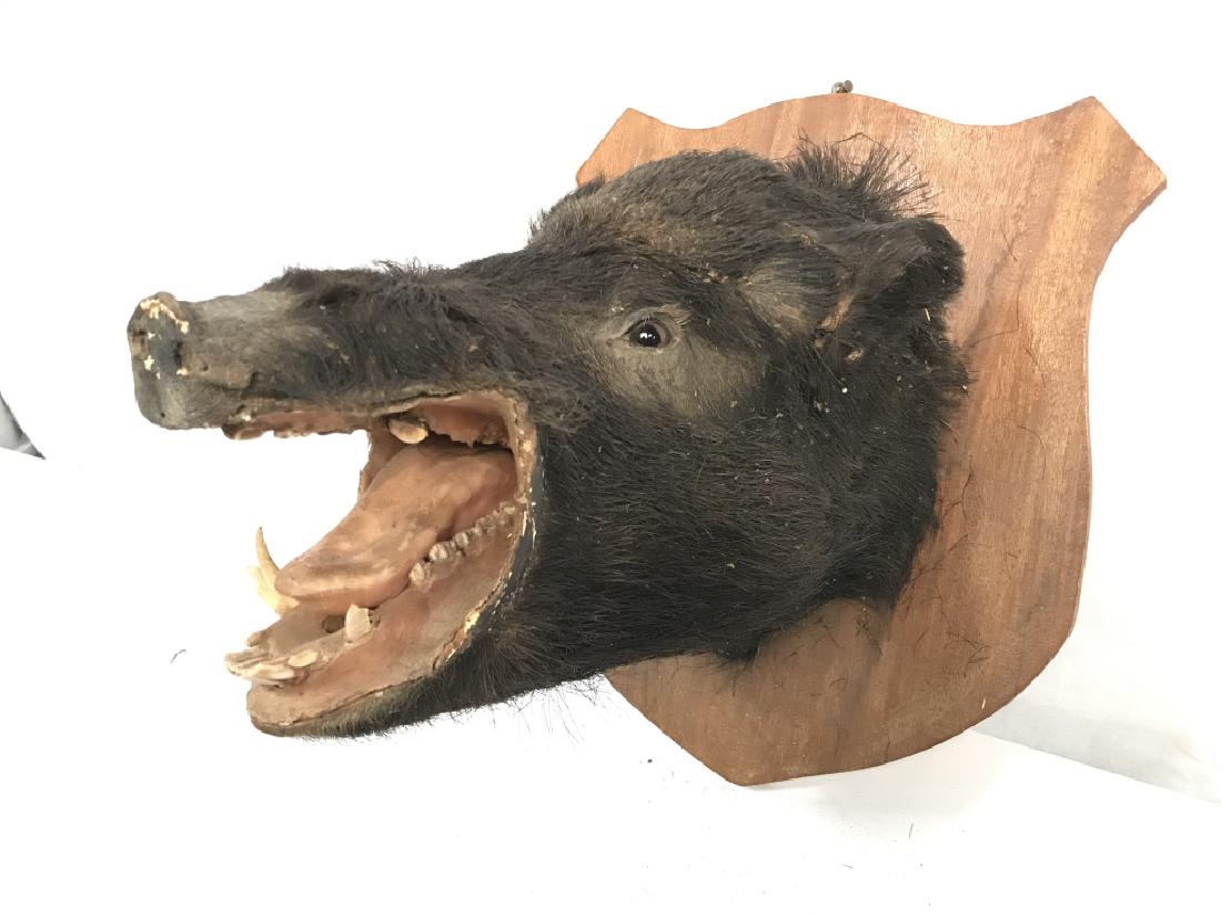 Vintage Boars Head French Mounted Taxidermy: Vintage Boars Head French Mounted Taxidermy, black toned hide fur boars head on brown toned wooden shield, damage to snout and cracking to mouth, some fur loss, some damage to ear and on neck, measure