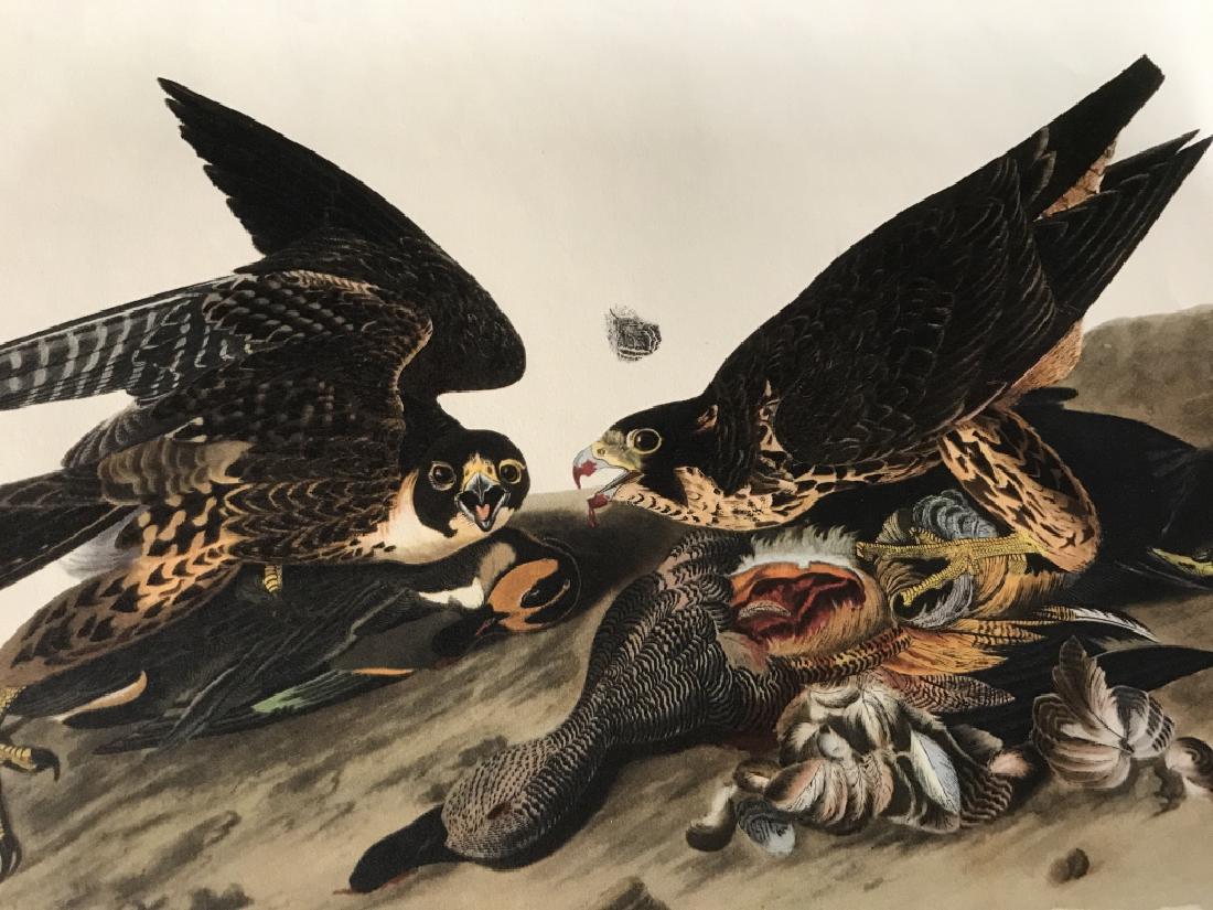 Lot 9 AUDUBON Art Prints of Wildlife: Lot 9 art prints of wildlife, originally drawn by J.J. AUDUBON. Prints have been digitally printed. Some animals include birds, mink, Fox, Buffalo, lynx, and squirrels. Some corners of papers are crea
