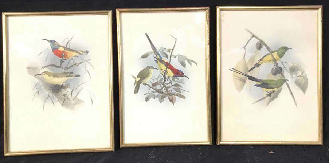 Lot 3 Framed Bird Artwork