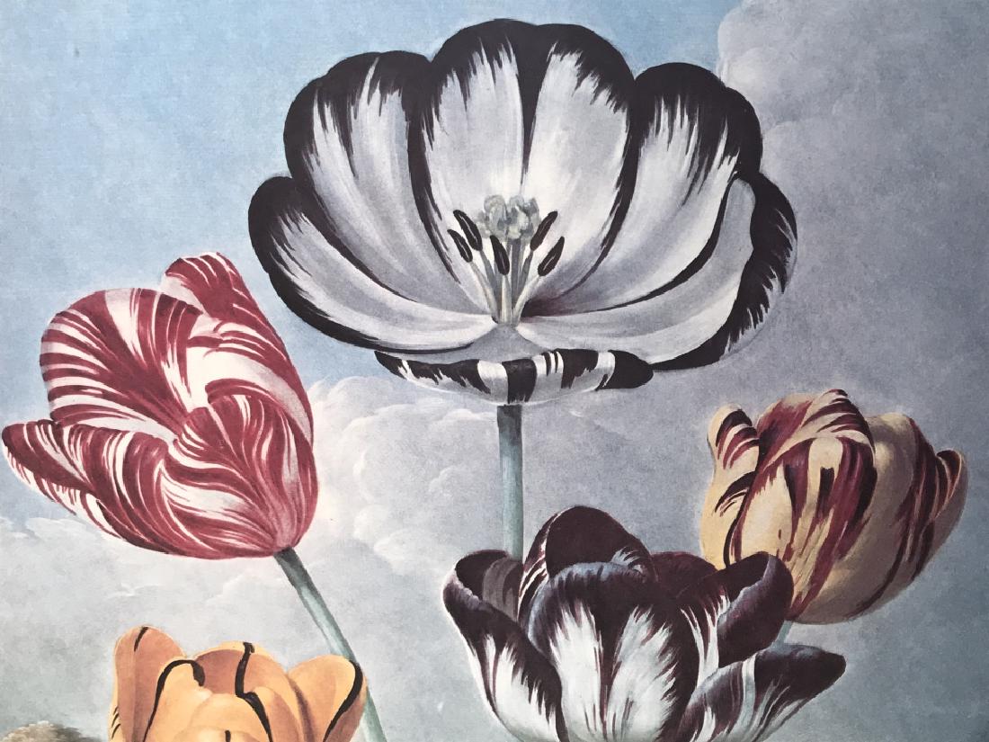 Pair Framed Prints of Robert Thornton’s Flowers: Pair of framed prints of flowers by Robert Thornton from his Temple of Flora series. Prints appear digital. One depicts a group of carnations, the other depicts tulips. Underneath images is type with 