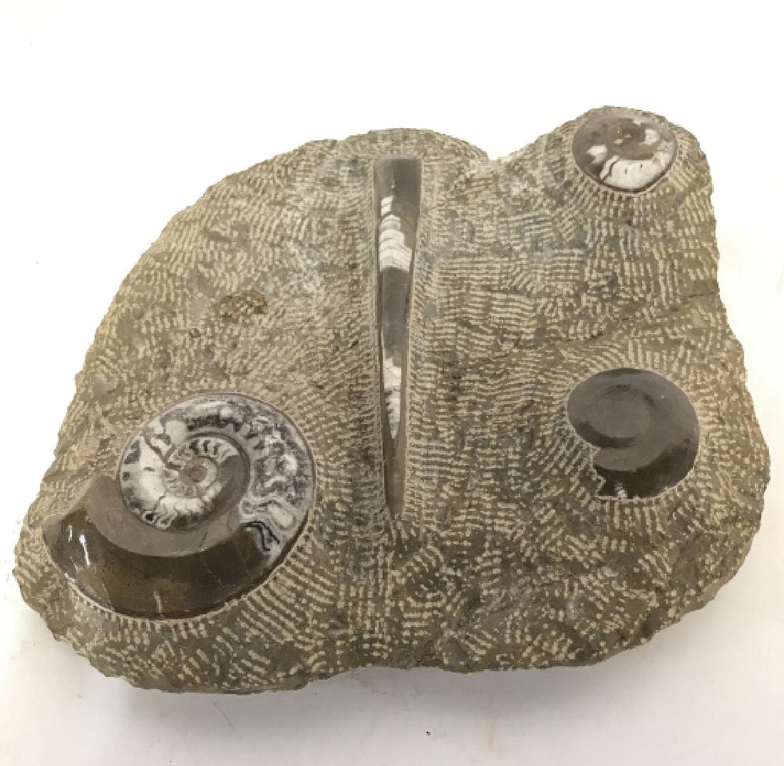 Textured and Polished Fossils in Stone: Textured stone with four polished shell form fossils, solid piece, up cycle table centerpiece, table ware, decorative arts, property of. Ed Ford New York Estate, measures ht app 3 inches top app 12 by