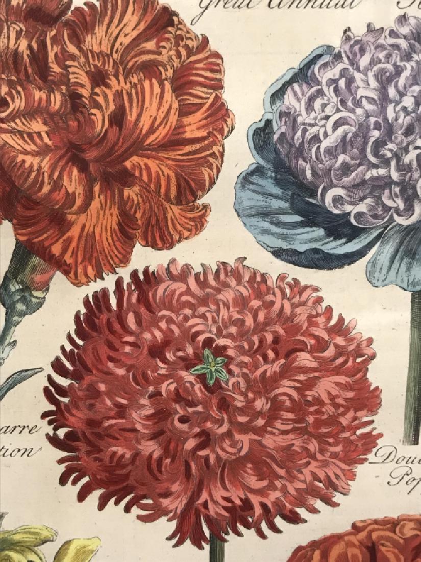 Set 3 Antique John Hill Botanical Color Engravings: Set 3 Antique JOHN HILL hand colored engravings of botanical illustrations, possibly copperplate engraved. Possibly c. 1757 from Eden: or, A Complete Body of Gardening by John Hill, London. Plate mark