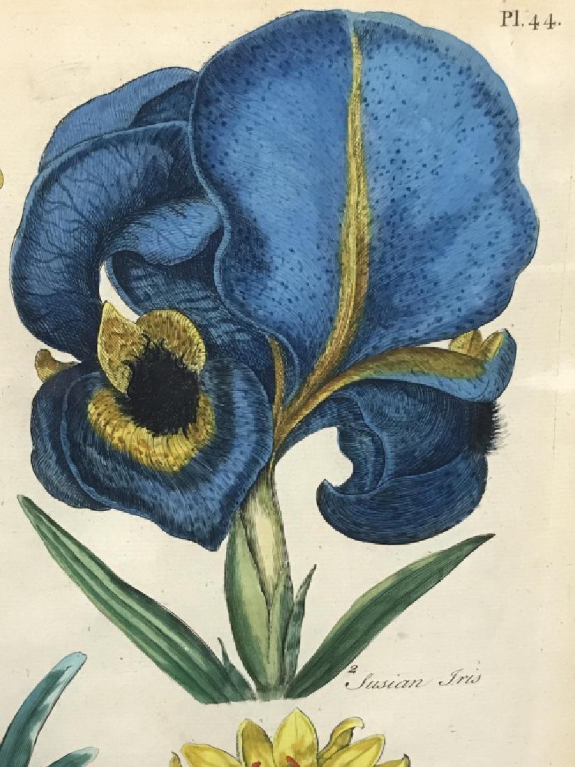 Set 3 Antique John Hill Botanical Color Engravings: Set 3 Antique JOHN HILL hand colored engravings of botanical illustrations, possibly copperplate engraved. Possibly c. 1757 from Eden: or, A Complete Body of Gardening by John Hill, London. Plate mark