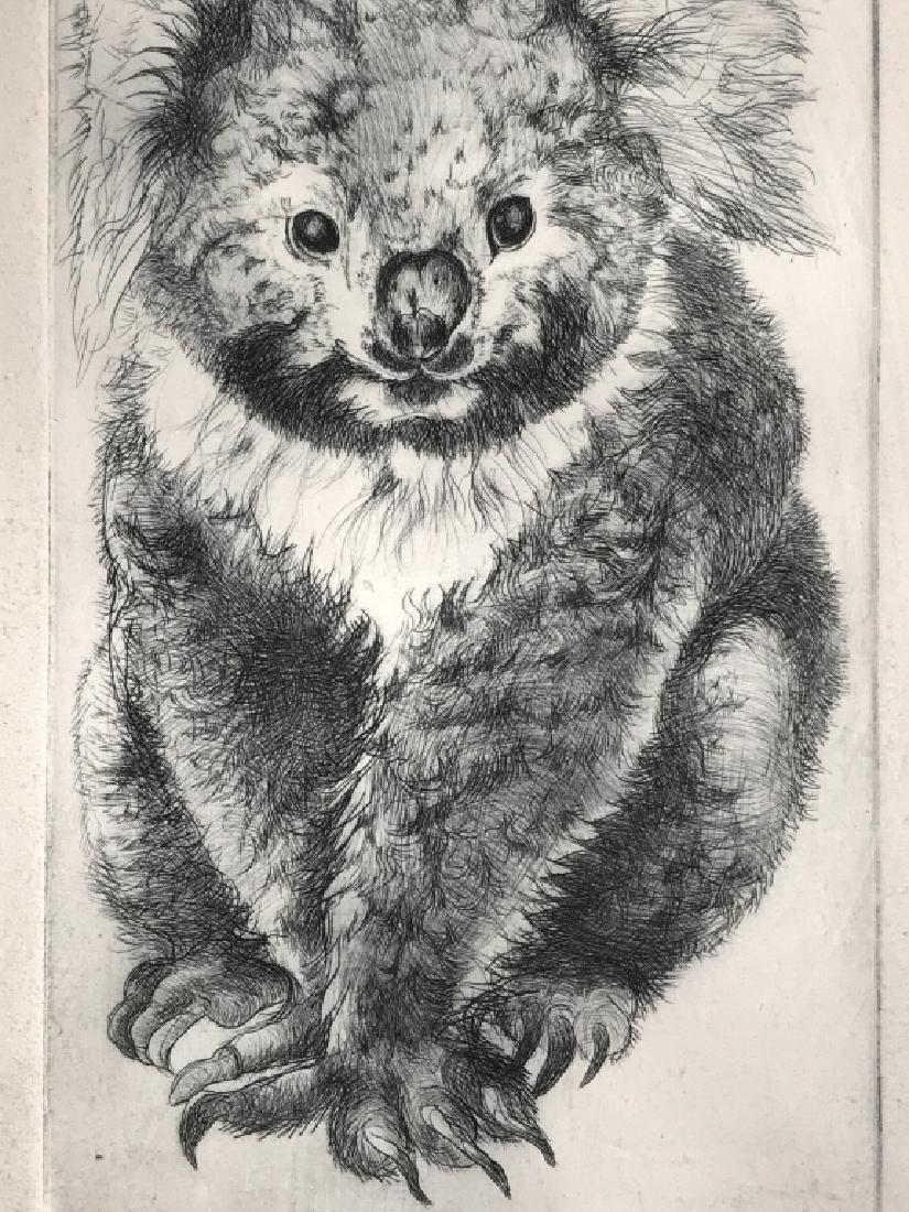 Signed & Numbered Etching of Koala Bear: Signed and numbered etching of koala bear. Signed illegibly in pencil in lower right corner. Numbered 98 / 300 and titled KinKajou below image. Plate marks visible. Artwork is matted and set behind gl