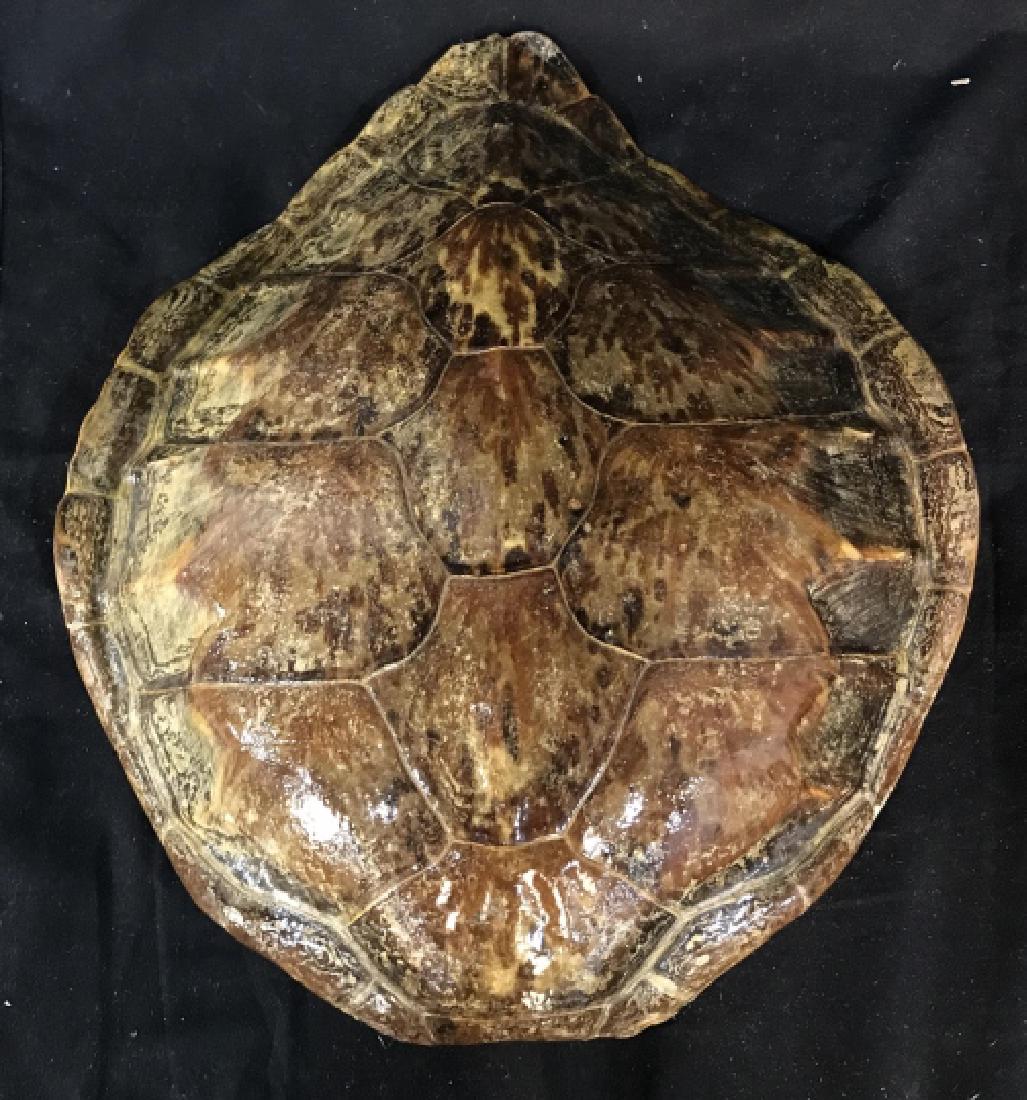 Actual Tortoise Shell Professionally Veneered: Varnished polished to glossy shine, tortoise shell, decorative arts, arts and crafts, organic decor, nature decor, decorative accessory, measures app 18 inches by 16 inches, curvature ht appr 5 inches