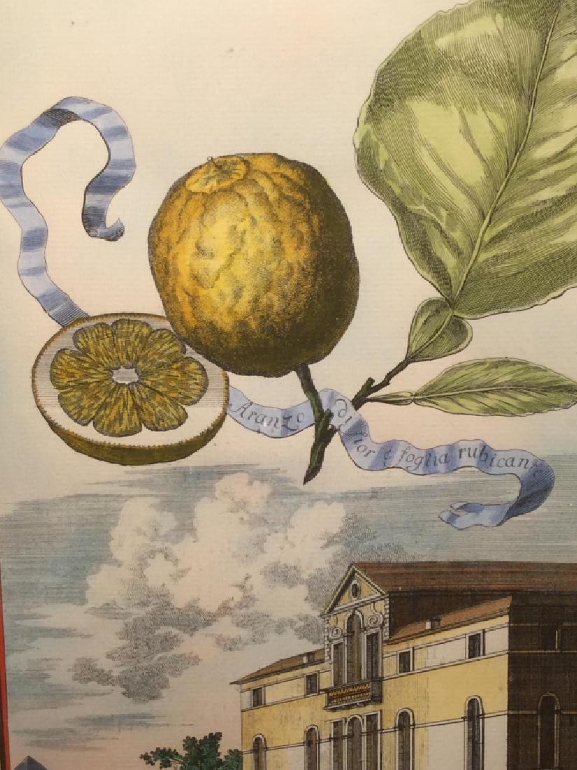 Framed Lithograph Of Delsenbach Fruit Illustration: Image depicts a figure on horseback along an estate, with a lemon above. Lithograph is matted and set behind glass in gold tone wood frame. Measures approx 23.25 inches in height by 18 inches in width