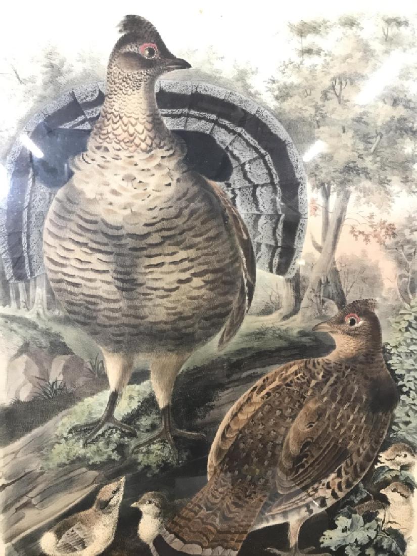 Framed Bowen And Co Ruffled Grouse Lithograph: Framed and Matted Vintage Bowen And Co Ruffled Grouse Bonasa Umbellus Lithograph drawn from nature by D. G. Elliot F Z S, details in print on lower edge of lithograph, top marked Elliot’s Illustrati