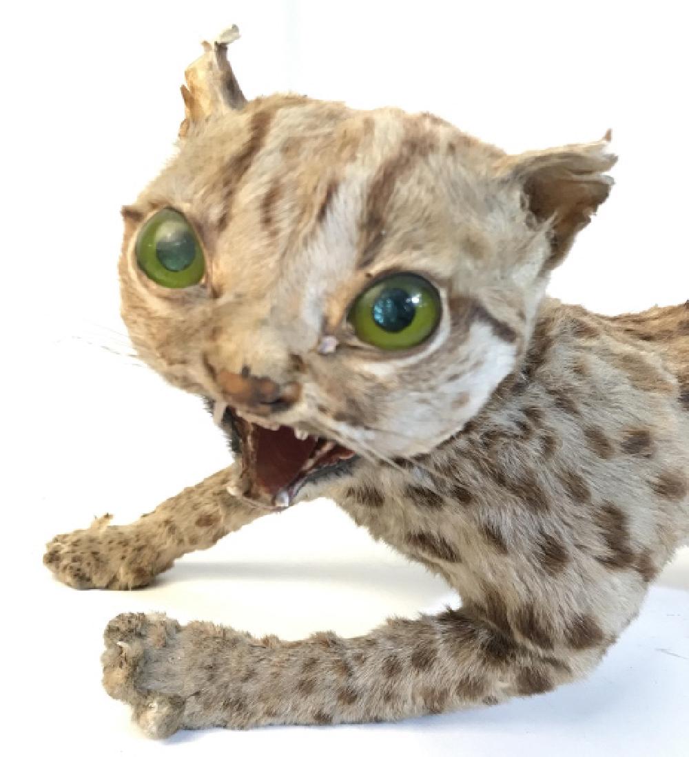 Taxidermy Small Leopard Jungle Animal: Spotted fur, green glass eyes, possibly small leopard, possibly small cheetah, collectible taxidermy, wild life decor, African taxidermy, mammal taxidermy,measures app length 25 inches ht app 9 inches