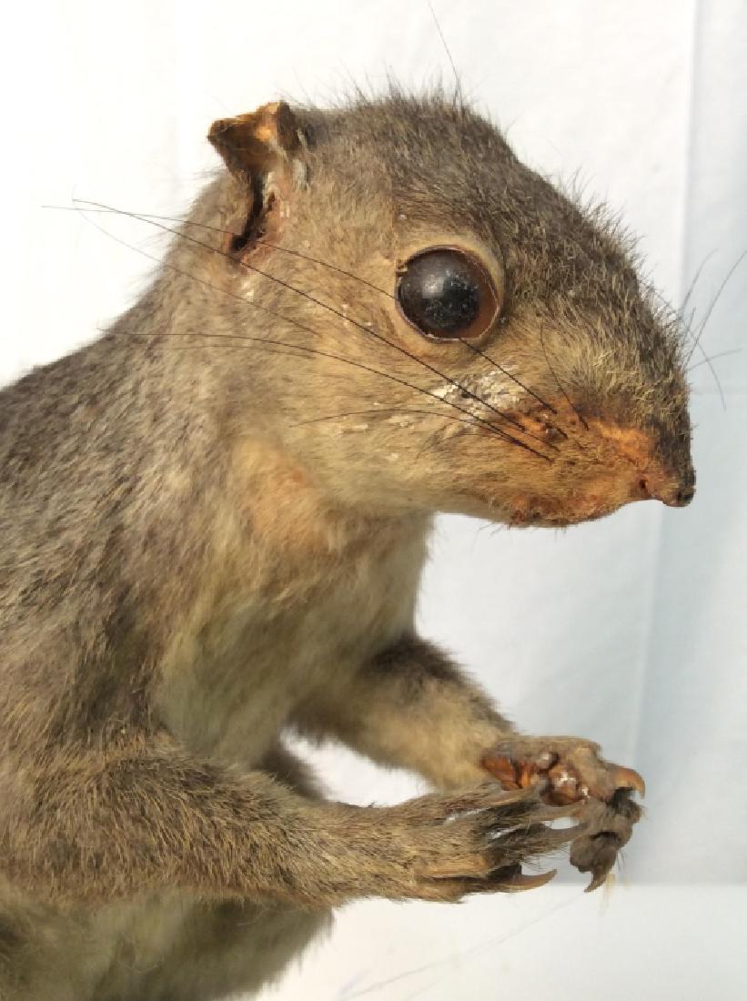 Taxidermy Squirrel Figurals On Wooden Base: Piece has 2 Squirrel figures. Standing on faux wooden branch with rectangular base. measures approx 20 inches tall 14 inches wide 9 inches deep. collectible taxidermy, wild life decor, mammal taxiderm