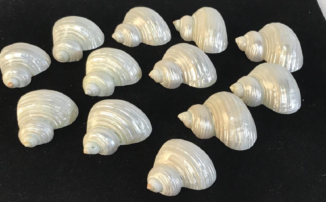 Set 12 - Handmade Pearlized Shell Napkin Rings: Iridescent Pearlized Turbo Shells from The Philippines, Handmade into Napkin Rings. Large Set. Great for a casual/ beach dinner or something fancier. Reflects many colors. Napkins cannot be too thick.