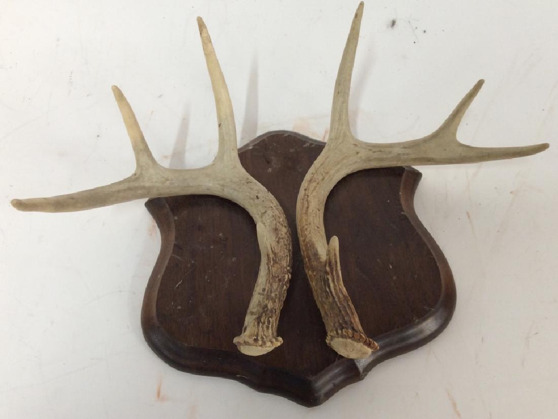 Vintage Deer Horns on Plaque: Vintage Deer Horns on Plaque, 15 in x 9 in, good condition a 4 point rack of deer horns, Wall Decor, Deer Horns, Mounting, Hunting Collectibles, Sporting Memorabilia, 5