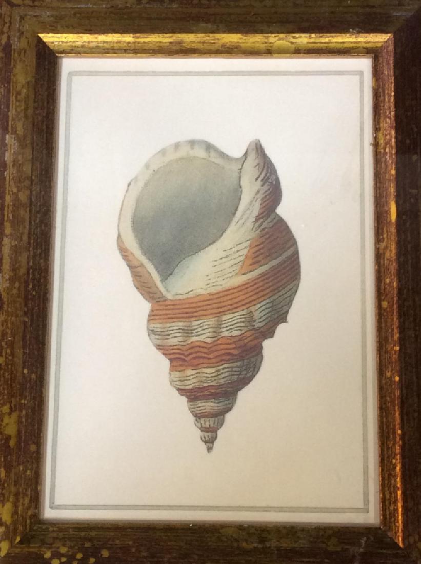 Sea Shell With Wide Gold Liner Framed Art: Snail Shell. Image shown approx 6 1/4 x 4 3/8 in. Wide beveled liner that is stapled into the back of the frame. Liner even on all sides, just over 1 1/4 in. Wood frame with gold bevel. A couple of sc