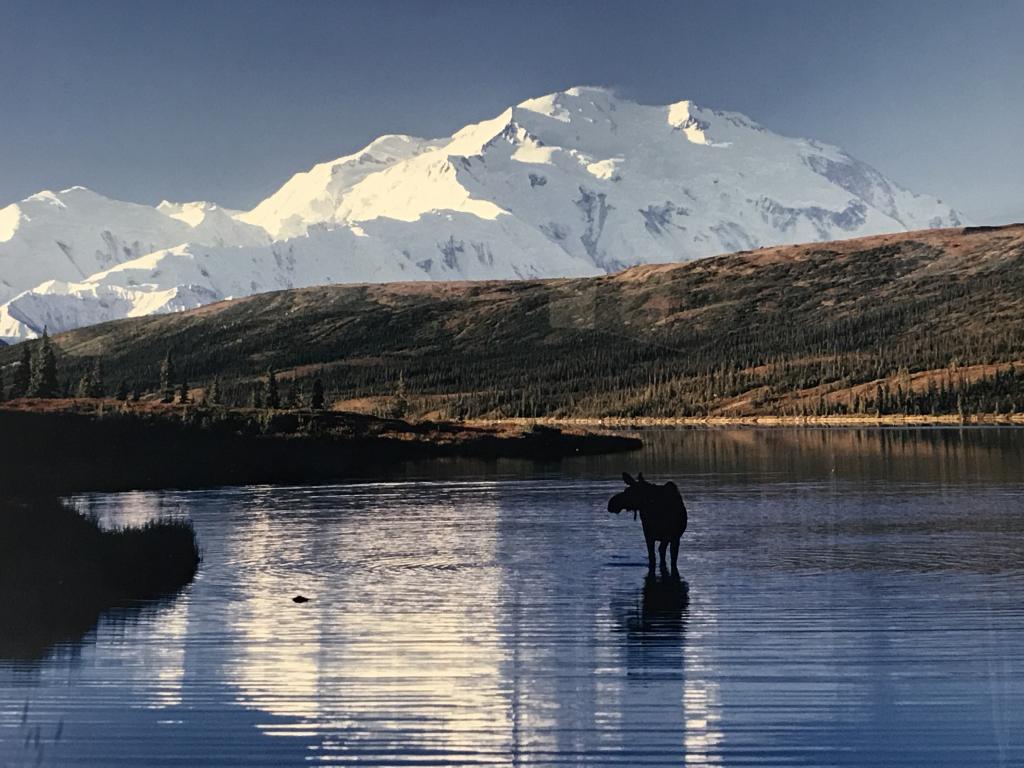 Thomas MANGELSEN Color Photograph, Moose in Nature: Framed Thomas Mangelsen color photograph of moose and mountain, possibly Mt. McKinley, Denali. Photograph is double matted and set behind glass in wood frame. Measures approx 32 inches in height by 37