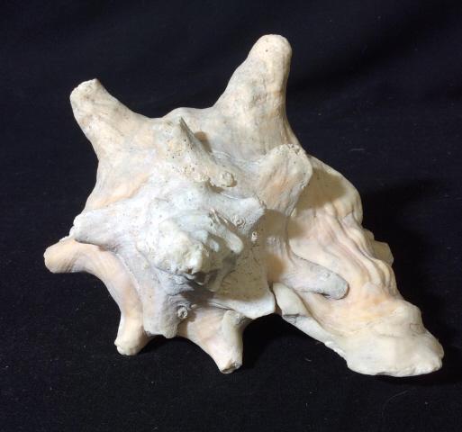 Natural Conch Shell: Real natural conch seashell. Peach toned, textured detailing, no sharp ends. Measures at approx 5 inches tall, and approx 7 inches wide. Seashells, Nautical Decor, Nautical Decorations, Nautical Home 