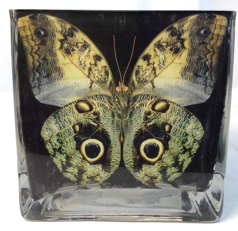YBS IMPORTS Butterfly Square Glass Vase: Square butterfly printed vase with painted interior and a butterfly on each side. Vase measures at 6 inches all, and 6 inches wide. Vase, table top accessory, butterfly vase, butterfly glass, butterfl