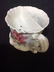 Antique German Porcelain Shaving Mug - 7