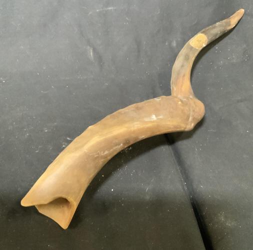 Made in Israel Rams Horn Shofar: Labeled for Jerusalem and made in Israel, judaica, Israel arts and crafts, Jewish ceremonial shofar, measures length app 30 inches, rosh hashanah, yom kippur , Jewish new year celebration, rams horn