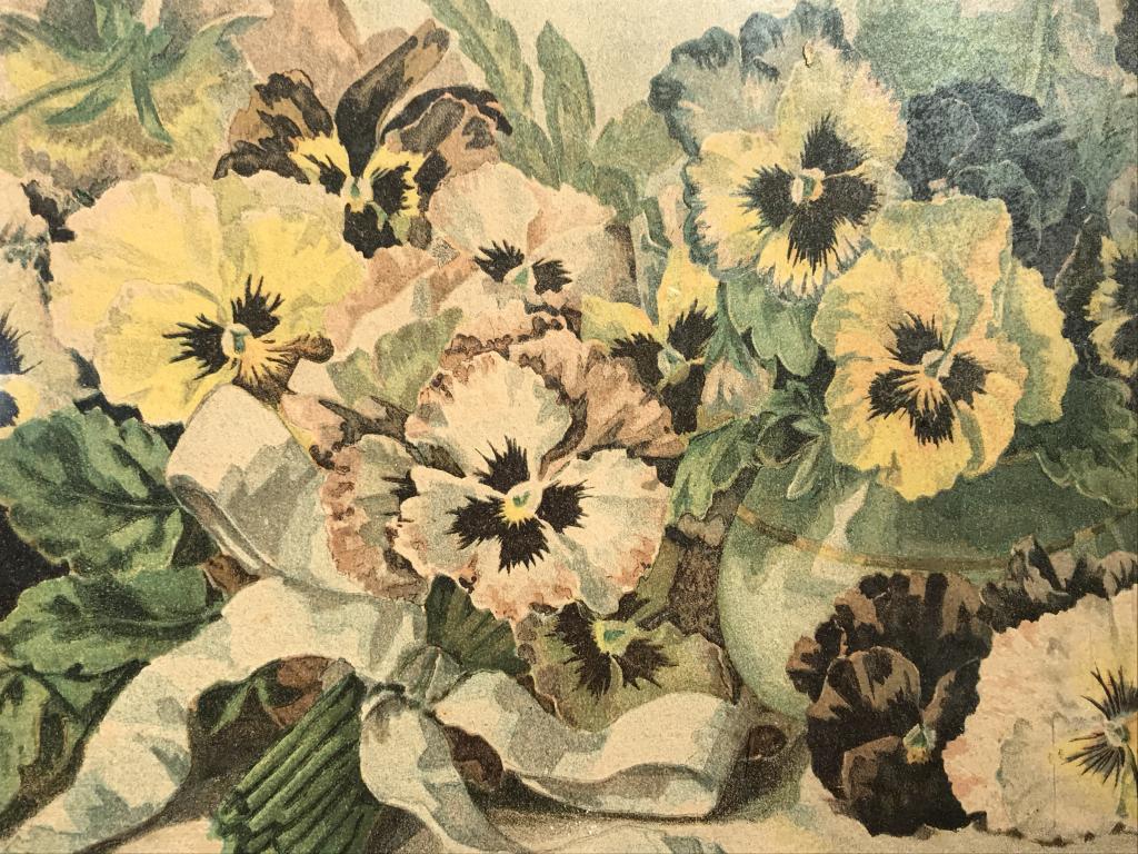 Framed Grace Barton Allen Print, Study Of Pansies: Possibly lithograph, Print is set behind glass in bronze tone wood frame. Measures approx 10 inches in height by 33.8 inches in width with frame. Signature in print. Som surface wear of frame. Pansies