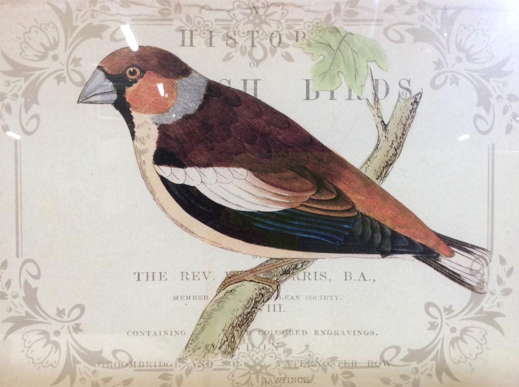 Framed Print Of Bird: Print depicts a bird. Piece is professionally framed & matted with brown toned frame. Measures approx 14 inches long 12 inches tall. fine art, home accent and decor, interior design, bird illustration