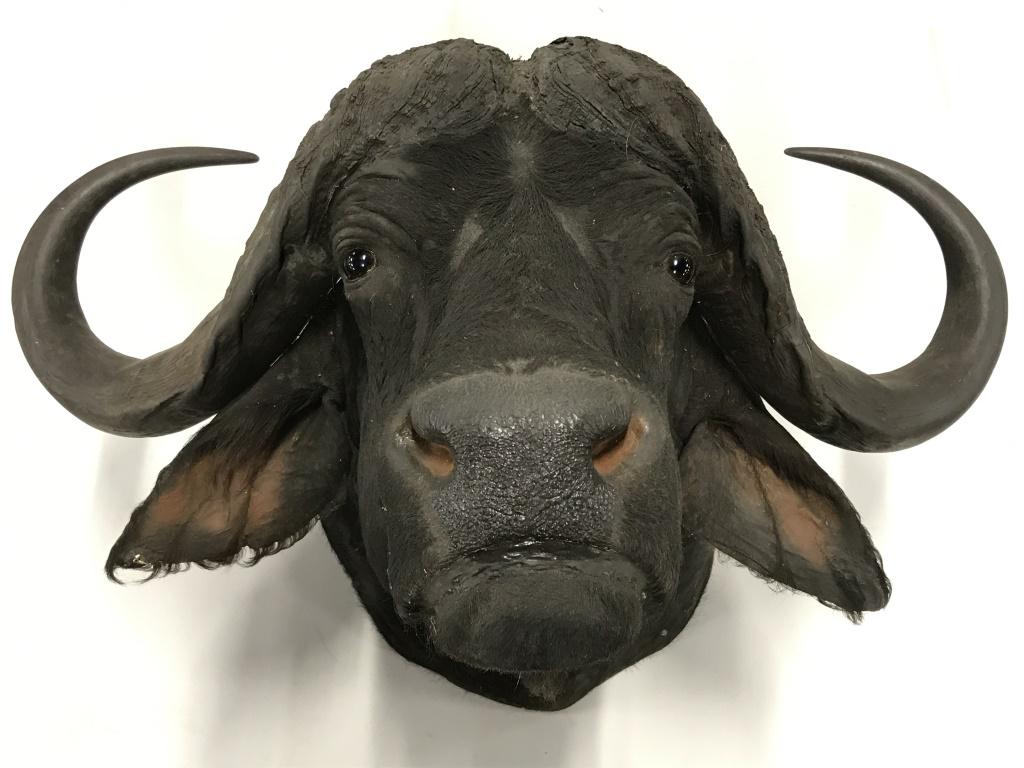 Mighty African Buffalo Head Taxidermy Wall Mount: Grand taxidermy shoulder wall mount of an African buffalo (Cape buffalo). Possibly glass eyes. Sealed mouth and nostrils. Measures approx 42 inches in length snout to shoulder, 25 inches in length sno