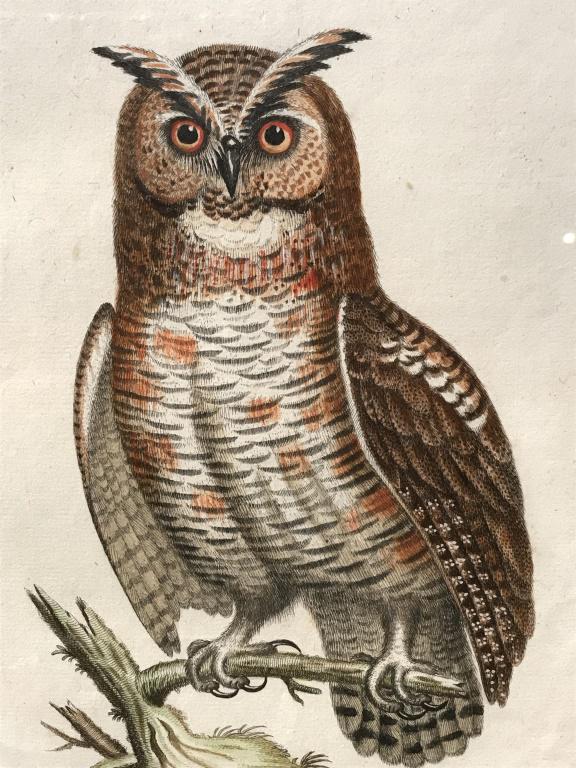 Hand-Colored Owl Otus Americanus Plate Engraving: Hand-colored plate engraving of great horned owl, ‘Otus Americanus’ from the drawings of George Edwards (later engraved by Johann Michael Seligmann). Plate marks visible. Engraving has not been in