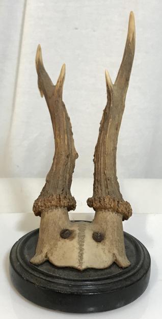 Decorative Antler Wall Plaque: Decorative antler wall plaque. The piece measures approx 6.75 inches H, 3.25 inches W, and has a diameter of 3.6 inches in diameter. Hunting trophy, antlers, bone, antler decor, bone. rustic decor, co