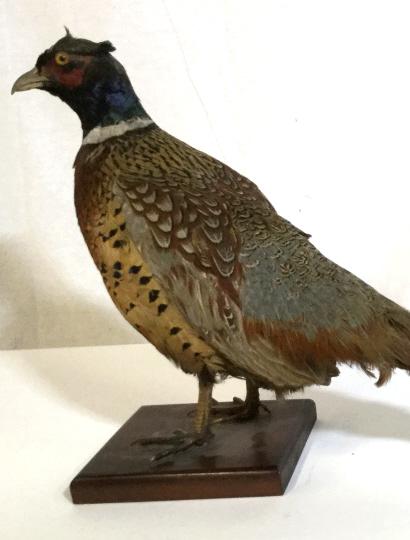 Vintage Taxidermy Ring Necked Pheasant w Mount: This piece is a taxidermy male Ring-necked Pheasant with plumage mounted on a wooden base. The piece measures approx 13.75 inches H, 6 inches W, and 27.4 inches long. There is wear due to the pieces a