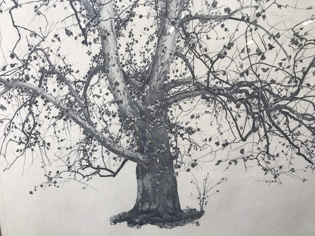 Vintage NEW LEAVES Print in Silver Toned Frame: This piece is a print on cream toned paper, in a silver toned wooden frame, the piece is matted. It is after NEW LEAVES by Andrew Wyeth. There is description of the original work found on the reverse