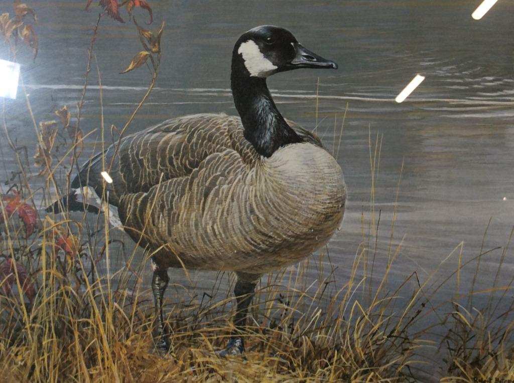 Signed ROBERT BATEMAN Collectible Waterfowl Print: This is a signed print, by ROBERT BATEMAN, and 1987 NATIONAL FISH AND WILDLIFE FOUNDATION Waterfowl stamps. The piece is framed and includes two stamps, and a Medallion featuring the artist’s work. 