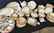 Set 86 pcs Thomas Rosenthal Fine China, - 3