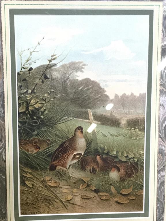 Antique Lithography ‘ Partridge’ , L Prang & Co.: Signed Lithograph. Artist -Louis Prang -Chromolithographs. Signed ‘Ptd Louis Prang & Co’ , lower left. Professionally framed lithography, matted with acid free cream and green mats. Medium color w
