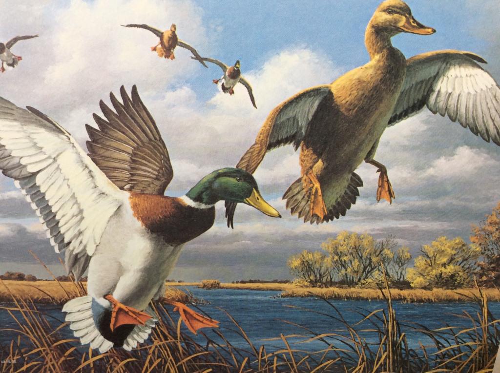 Signed DAVID MAAS Collectible Waterfowl Print: This is a signed print, by DAVID MAAS and 1986 New York Waterfowl stamps. The piece is framed and includes two stamps, and a Medallion featuring the artist’s work. The waterfowl being depicted is kn