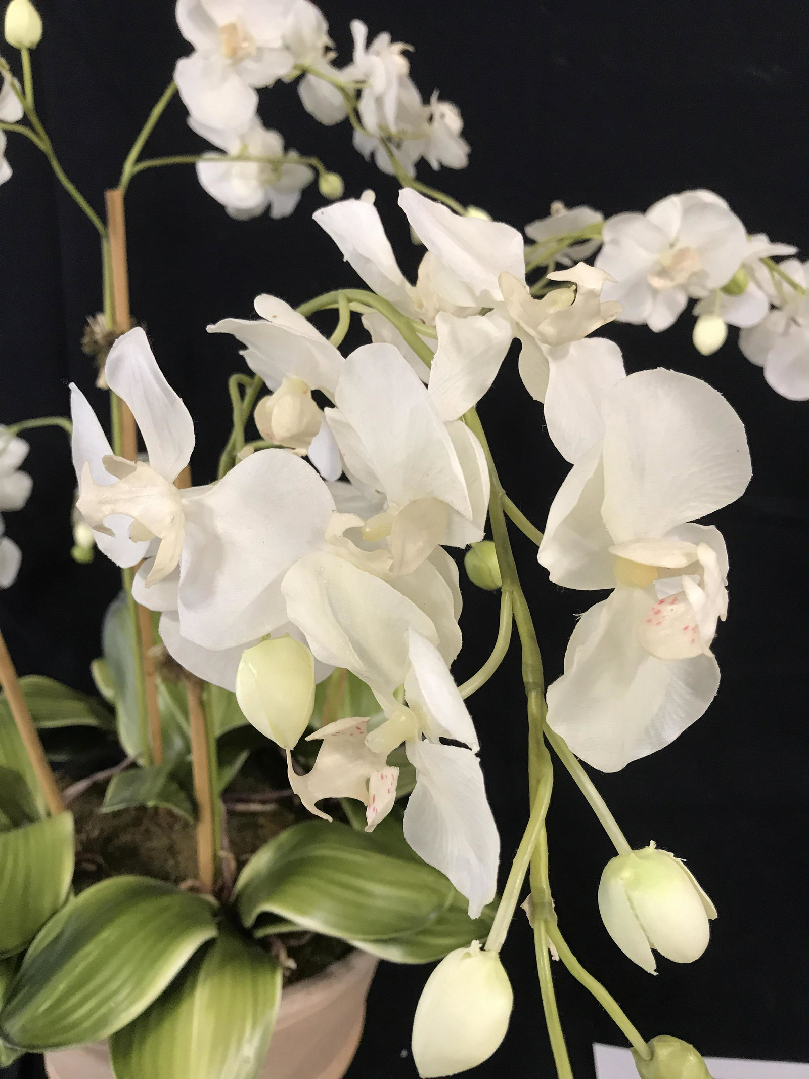 Campo De’ FIORI Potted Decor Orchid: Terra Cotta Pottery Planter impressed with Campo de’Fiori Planter 15 in wide, orchids reach high, 31 in. ht. Flowers extend farther and wider than planter. 5 distinct Stems of white orchids. Home de