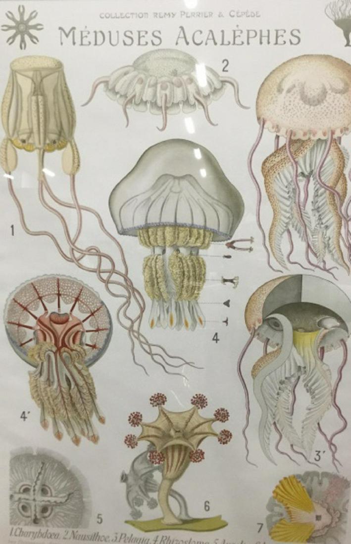 Rémy Perrier & Cépède Lithograph Print: Lithograph print, Collection Of Rémy & Cépède ‘Meduses Acalèphes’ across the upper boarder, meduses-translation jellyfish, acalèphes-referring to class, displays seven different species, spec