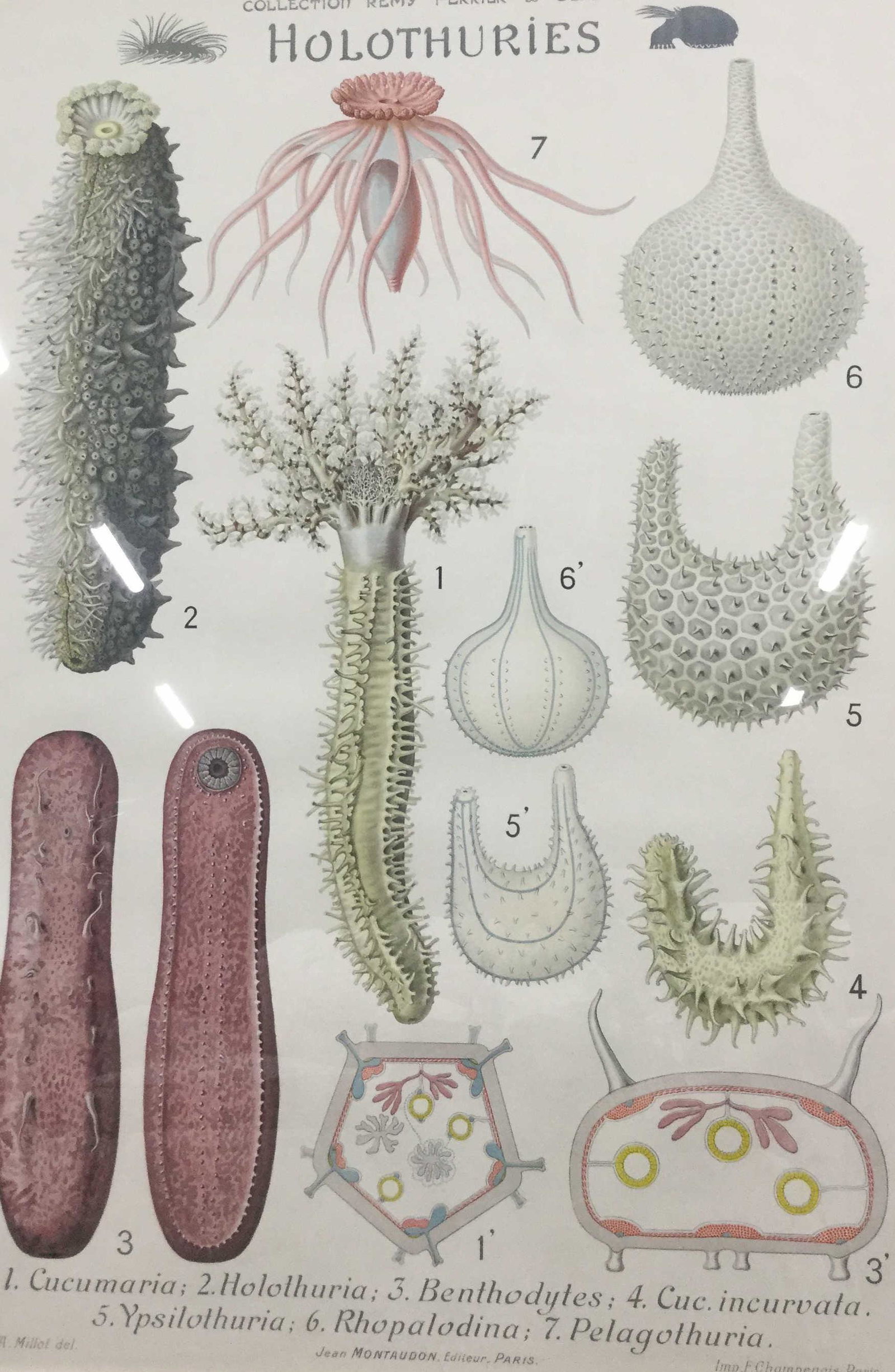 Rémy Perrier & Cépède Lithograph: Lithograph print, Collection Of Rémy & Cépède ‘Holothuries’ across the upper boarder, translates to sea cucumber, displays seven different species, species listed out along the lower border rea