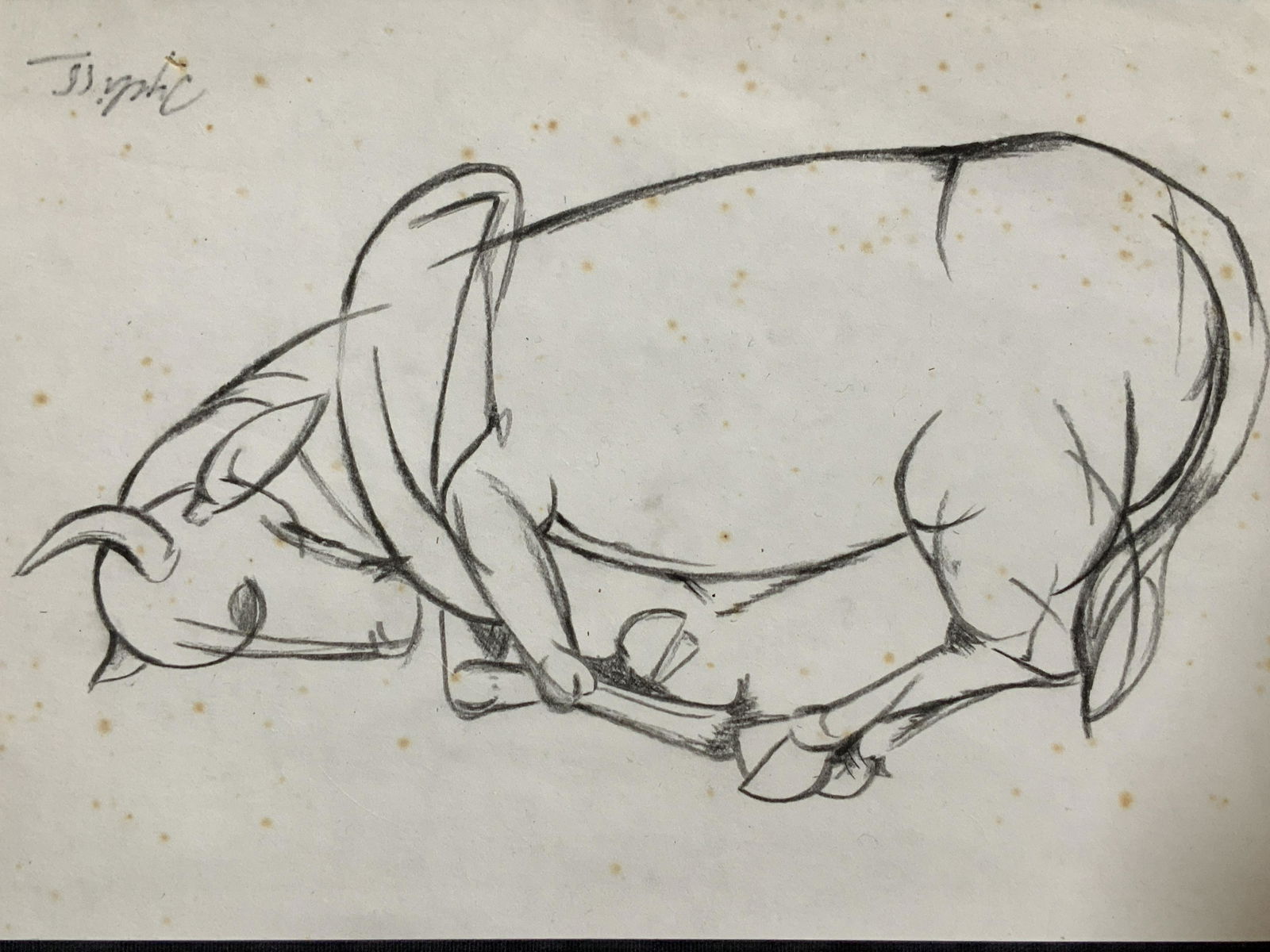Signed Drawing of Bull AFTER Tyeb Mehta: Signed black colored pencil drawing on paper, subject bull lying on its side, possibly anatomy sketch, signed in marker upper left corner illegibly, foxing to paper some color from age, very primitivi