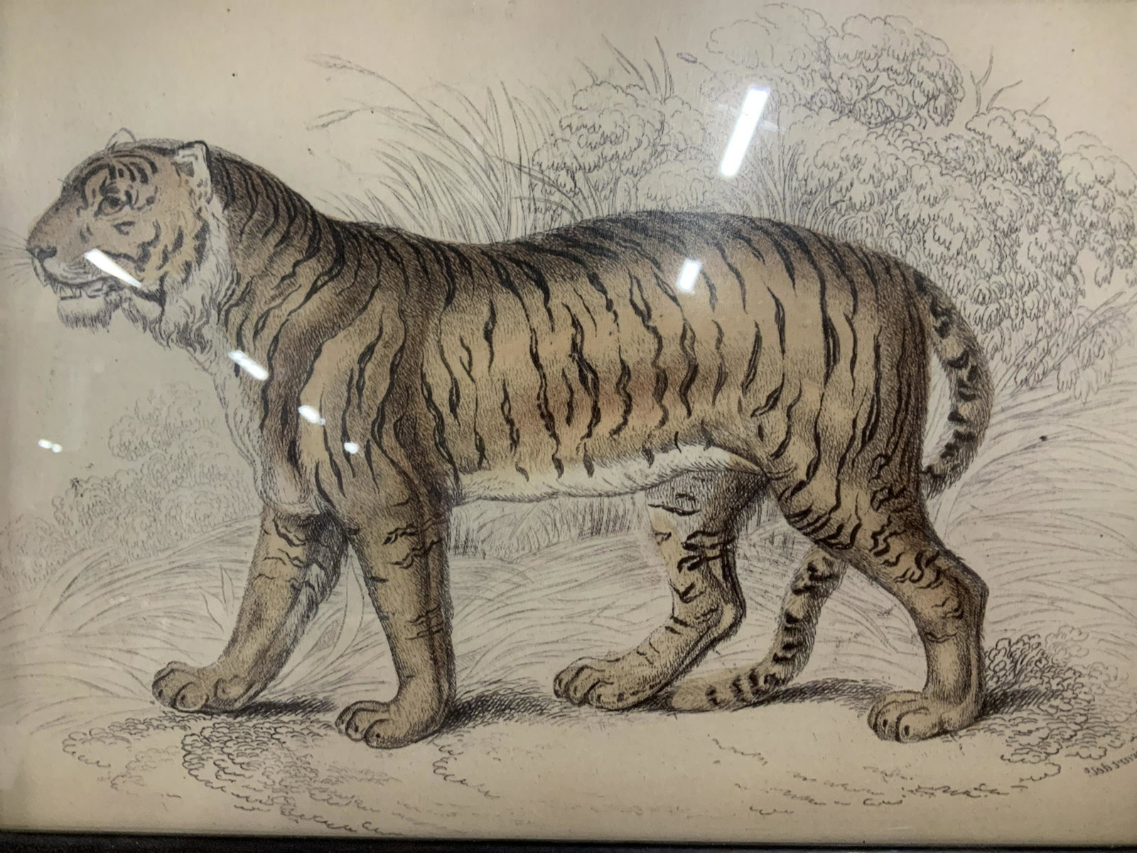 Framed Print of a Hand Colored Engraving, Tiger: Print of a Hand colored engraving, subject Tiger in jungle area, no apparent signature, dark wooden frame with copper paint, some chips to frame, measures 18.5 inches wide by 15.5 inches tall, not exa