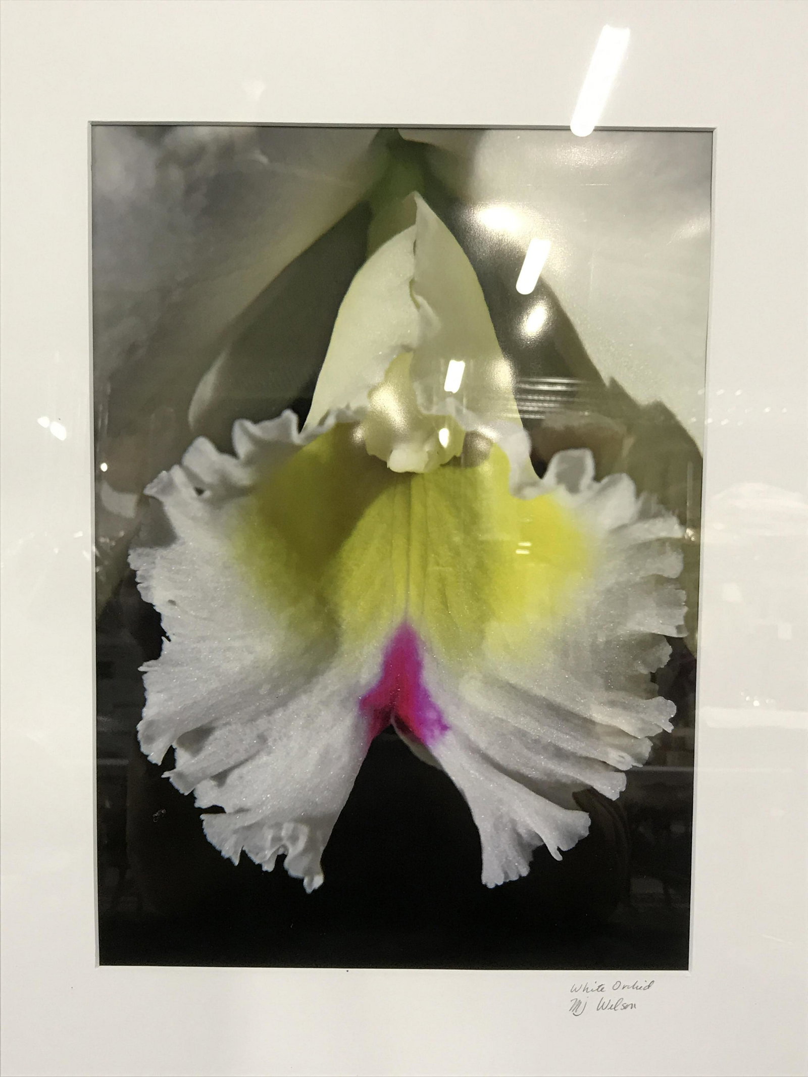 Signed & Titled Photograph MJ Wilson: Signed & titled professionally framed photograph, signature in the lower right corner in pencil reads ‘MJ Wilson’, titled above signature in the lower right corner reads ‘White Orchid’, subjec