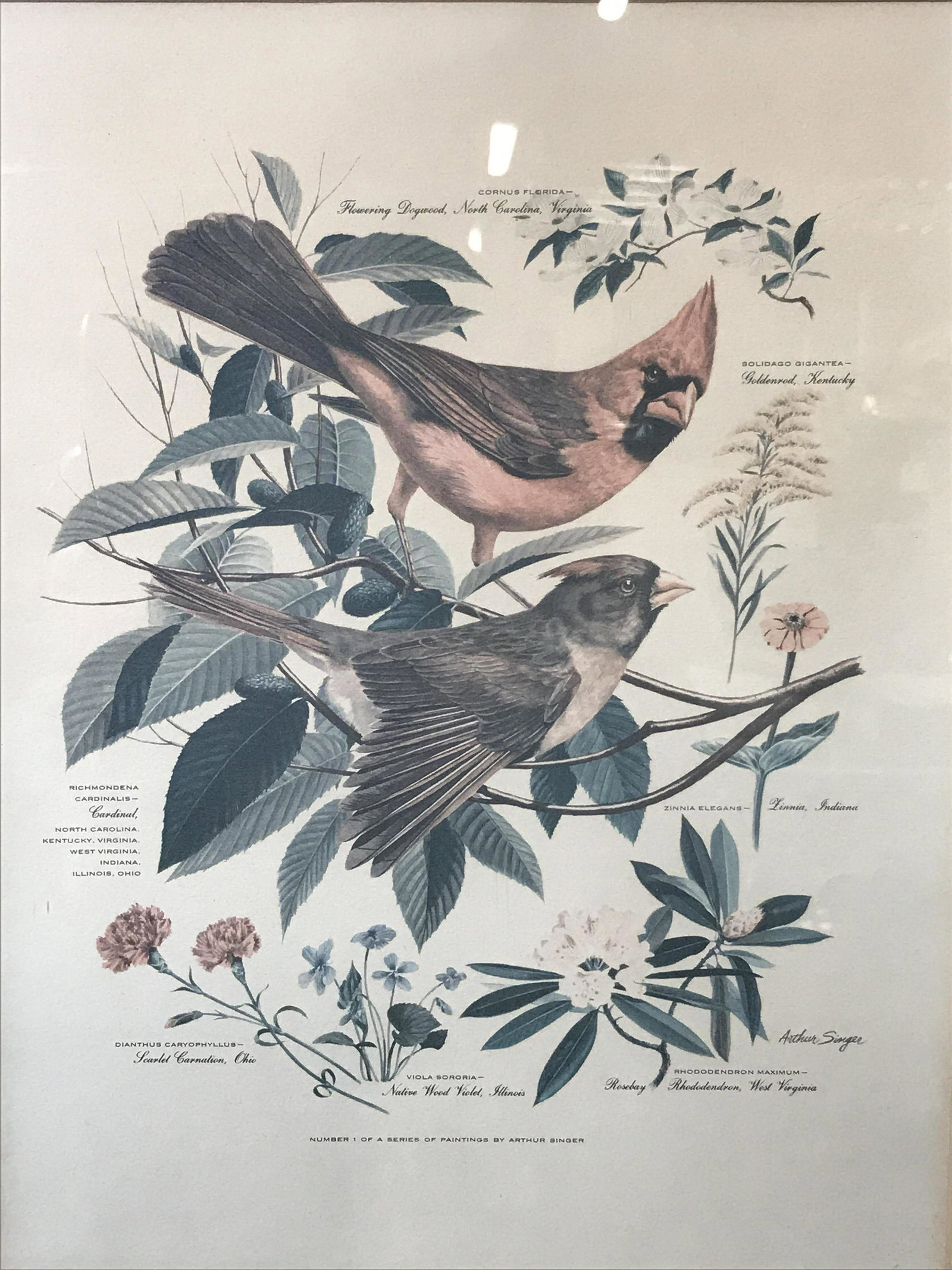 Signed Print of Painting Arthur Singer: Signed print of painting, signed in the lower right section ‘Arthur Signer’, subject two birds on a branch with different flowers surrounding them, each has a description with their scientific nam