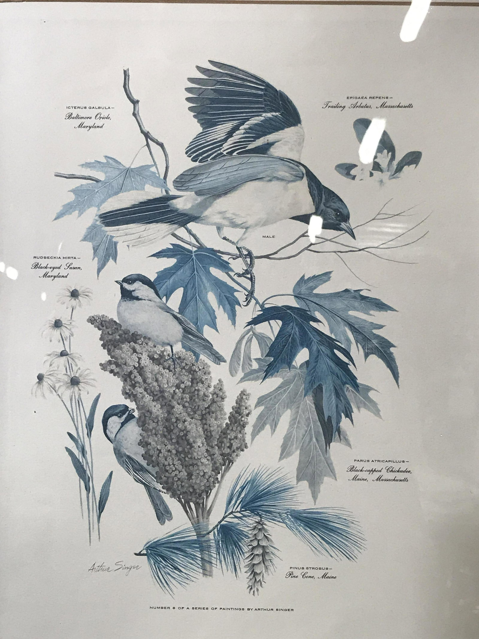 Signed Print of Painting Arthur Singer: Signed print of painting, signed in the lower left section ‘Arthur Signer’, subject three birds on a branch with flowers each has a description with their scientific name, text below depictions re
