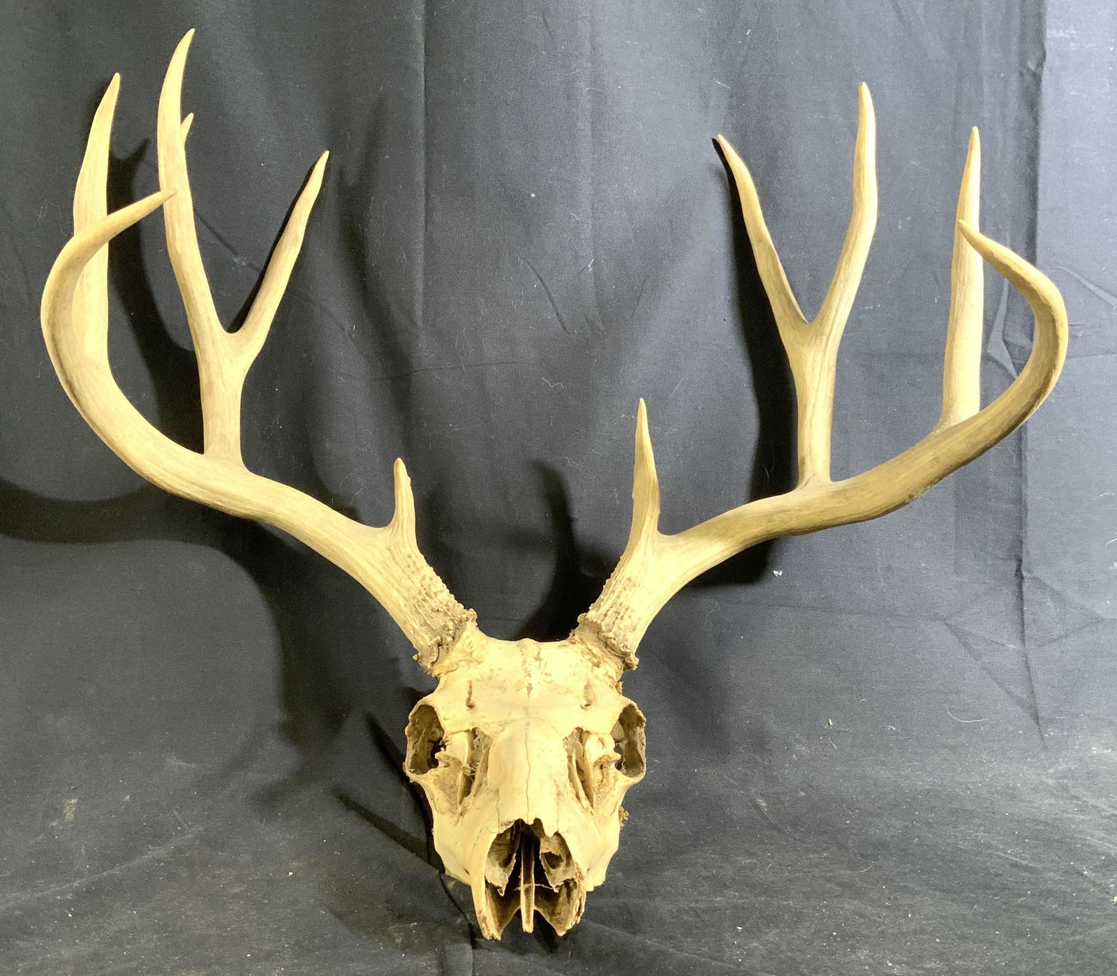 Large 11 Point Deer Skull w Antlers, Taxidermy: Wall mount 11pt deer Head, skull with large antlers horns spread, number of points on antlers total 11, piece measures ht app 22 inches width 25 inches depth app 12 inches, antlers, horns, skulls, wal