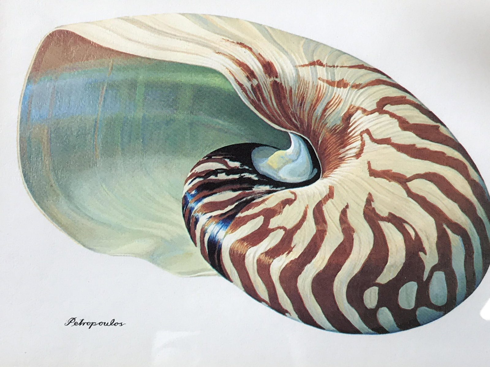Shell print Petropoulos: Colorful shell print by Petroulos in vibrant ocean colors, green matting with gold tone accents , gold leaf textured frame, 11 inches tall and 13 and 1/2 inches across, vivid colors, signed in print P