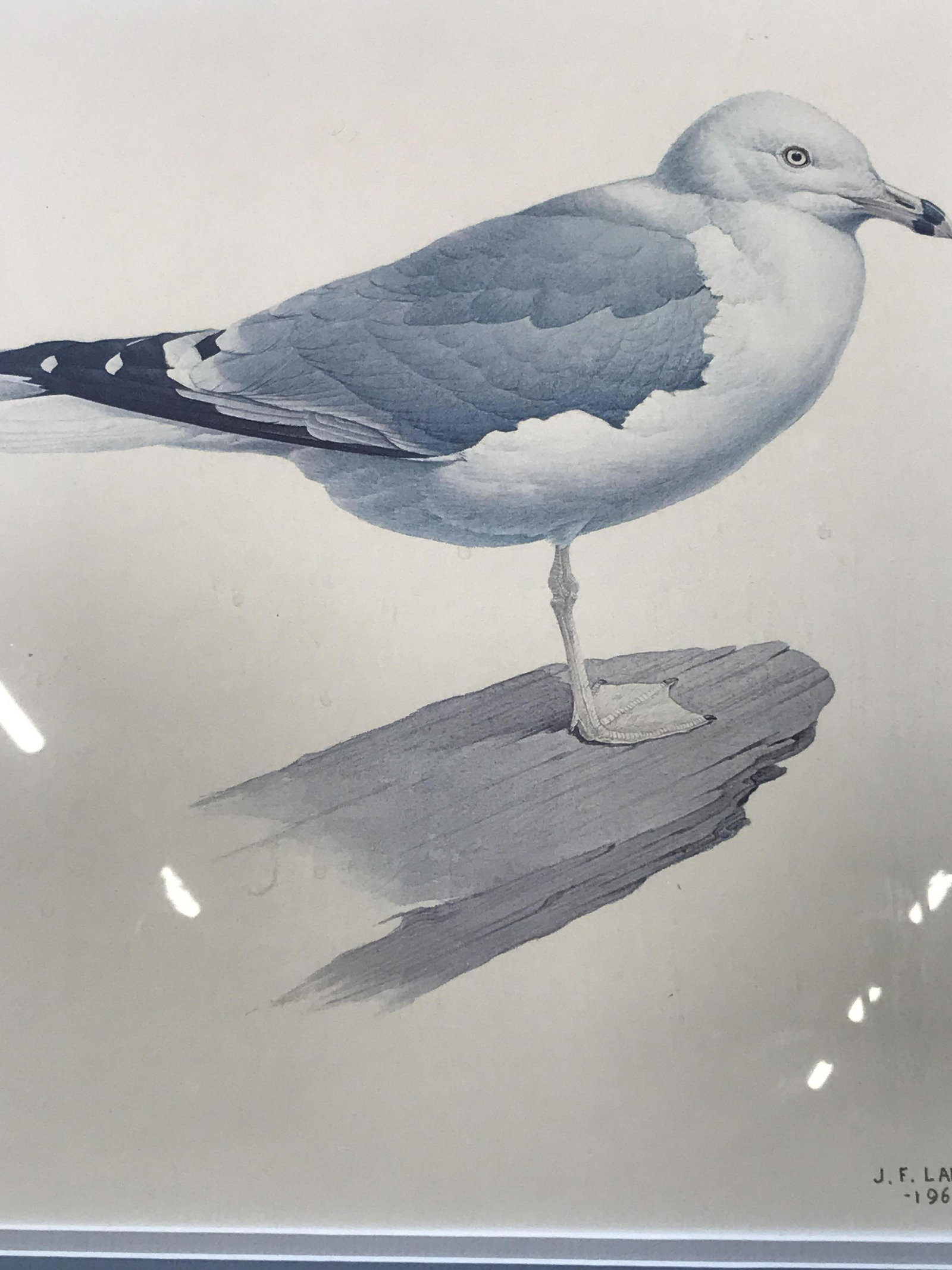 Seagull offset lithograph J.F. Lansdowne: Blue casted seagull print, J.F. Landsdowne 1968, printed on cream heavy weight paper, double matted in blue and grey, possibly an offset lithograph, silver leaf frame, signed by artist, fine detailing
